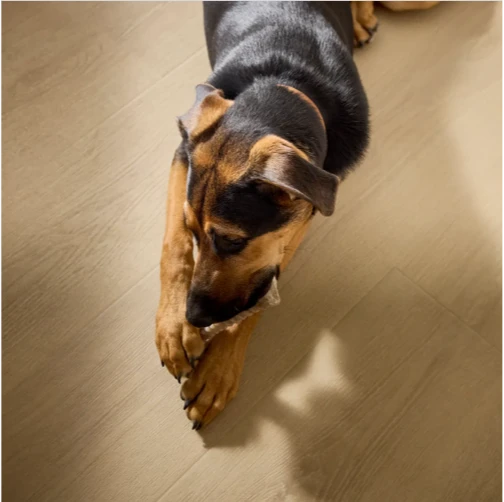 Pet Friendly Laminate Flooring | Haight Carpet & Interiors