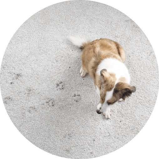 Carpet cleaning | Haight Carpet & Interiors