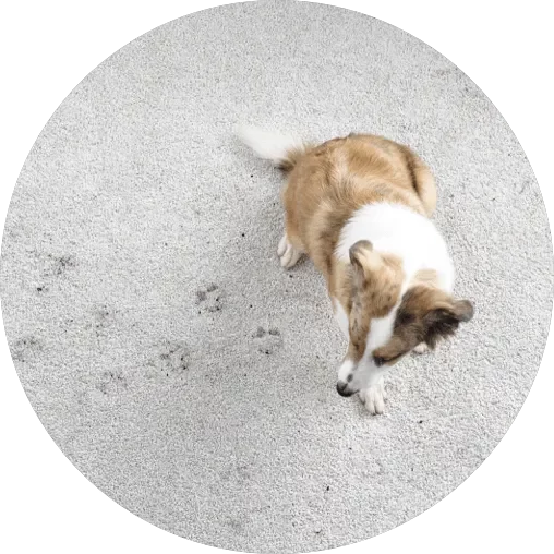 Carpet care | Haight Carpet & Interiors